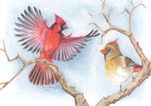 Male and female cardinal birds land on a wintery branch