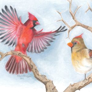 Male and female cardinal birds land on a wintery branch