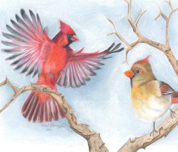 Male and female cardinal birds land on a wintery branch