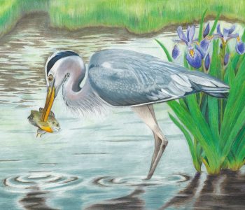 blue heron bird stabs sunfish with beak