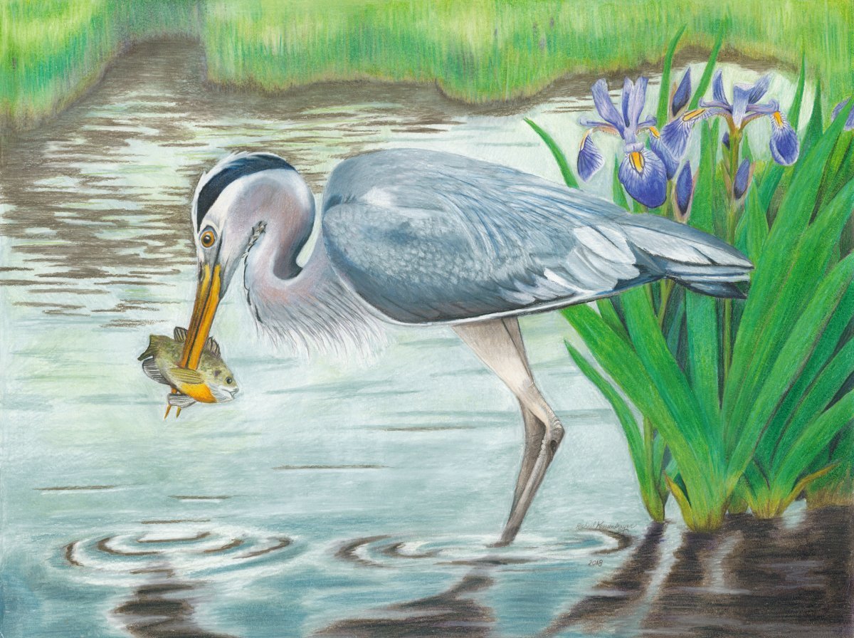 blue heron bird stabs sunfish with beak