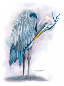 Great Blue Heron bird preens his feathers