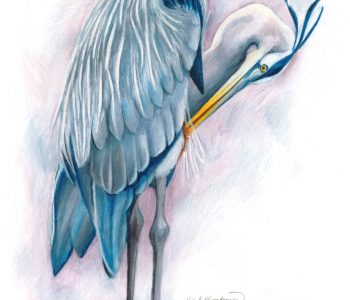 Great Blue Heron bird preens his feathers