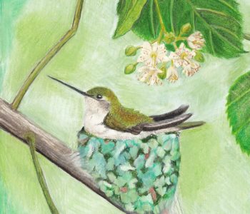 Female ruby throated hummingbird sits on her cobwebby nest in a linden tree