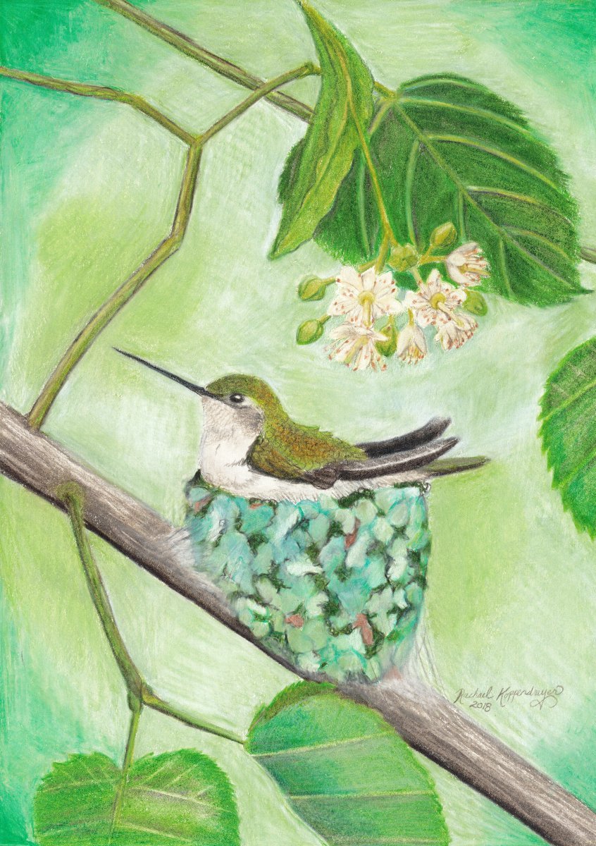 Female ruby throated hummingbird sits on her cobwebby nest in a linden tree