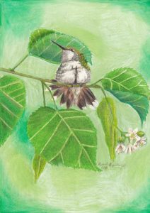 Female ruby throated hummingbird fluffs out her feathers on her perch on a linden branch