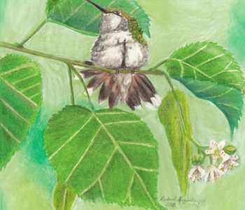 Female ruby throated hummingbird fluffs out her feathers on her perch on a linden branch