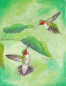 Male hummingbirds square off in the air as they fight over territory