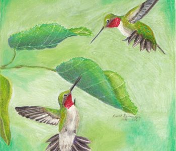 Male hummingbirds square off in the air as they fight over territory