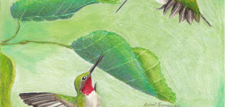 Male hummingbirds square off in the air as they fight over territory
