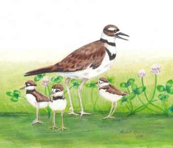 Mama killdeer bird keeps an eye out with three long-legged chicks