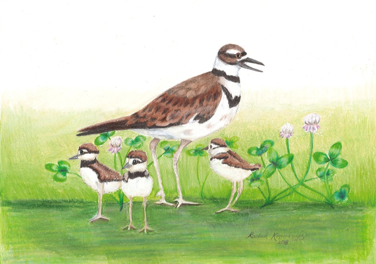 Mama killdeer bird keeps an eye out with three long-legged chicks