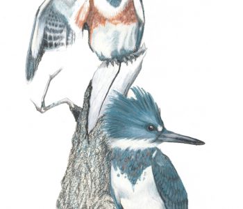 Male and female kingfisher birds keep an eye out from their perch on a dead branch