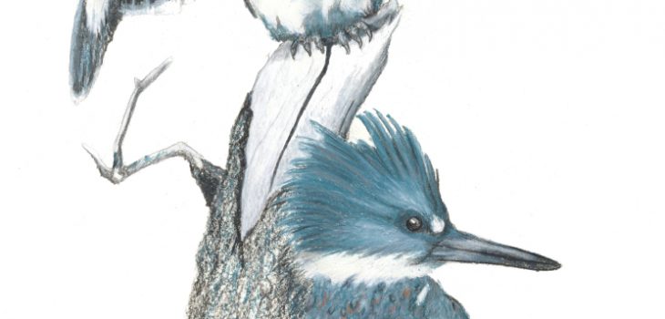 Male and female kingfisher birds keep an eye out from their perch on a dead branch