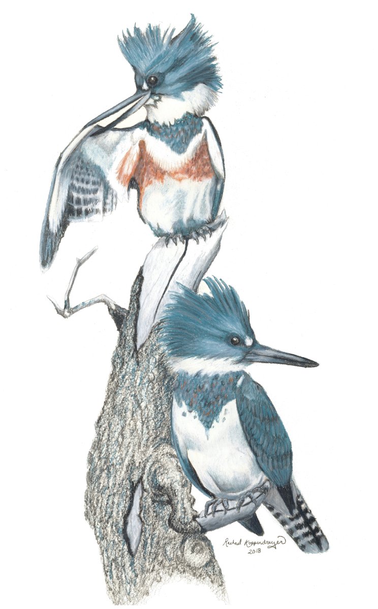 Male and female kingfisher birds keep an eye out from their perch on a dead branch
