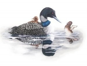 Baby bird loon stretches his wings as mama loon looks on, while its sibling rides on her back