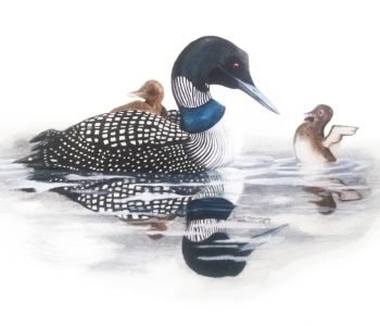 Baby bird loon stretches his wings as mama loon looks on, while its sibling rides on her back