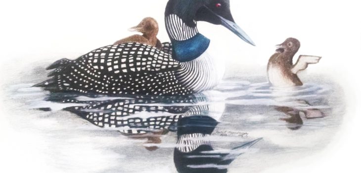Baby bird loon stretches his wings as mama loon looks on, while its sibling rides on her back