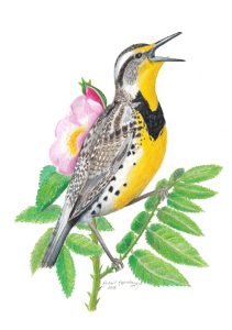 Western meadowlark bird sings from a prairie rose branch