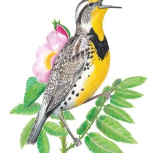 Western meadowlark bird sings from a prairie rose branch