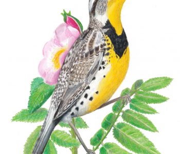 Western meadowlark bird sings from a prairie rose branch