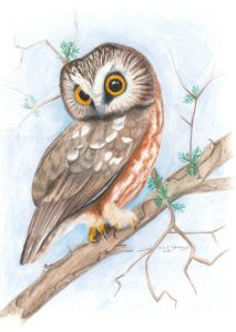 Northern Saw Whet Owl bird looks over its shoulder