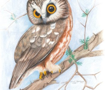 Northern Saw Whet Owl bird looks over its shoulder