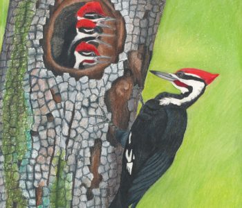Pileated woodpecker clings to tree next to his nest of baby birds