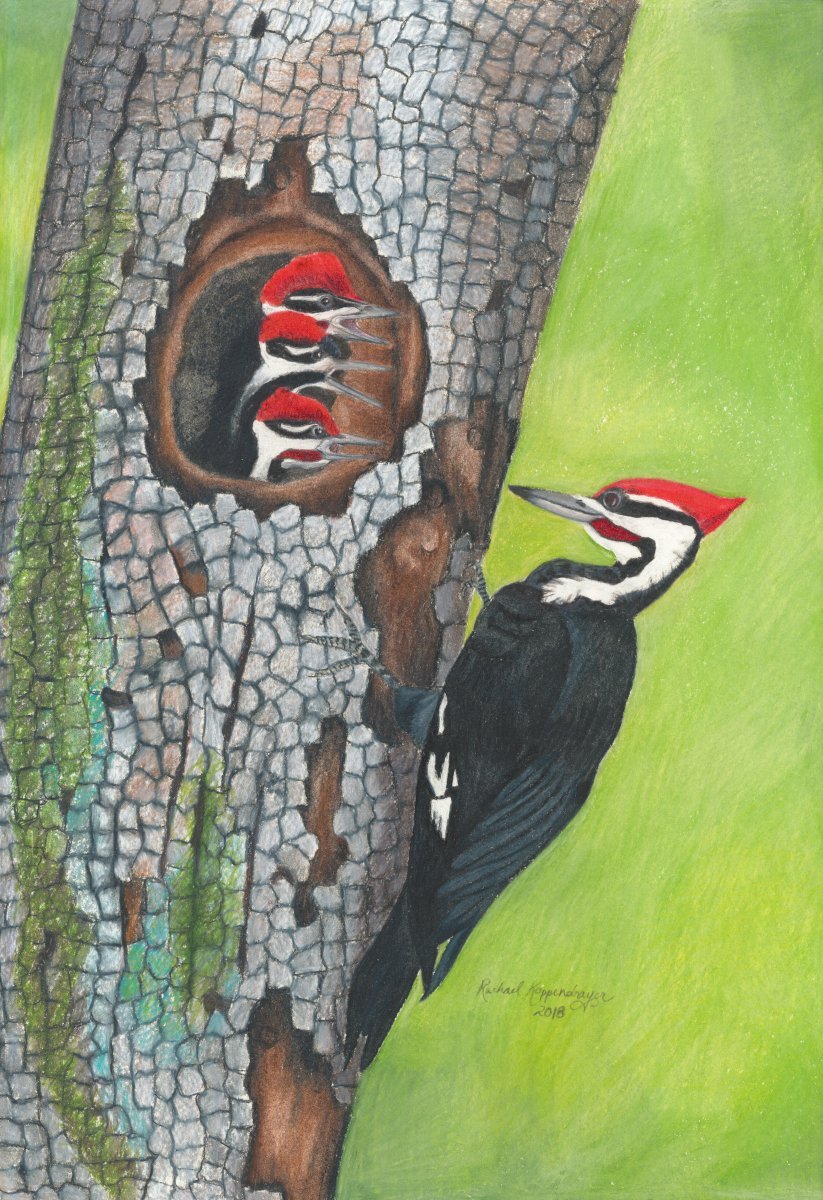 Pileated woodpecker clings to tree next to his nest of baby birds