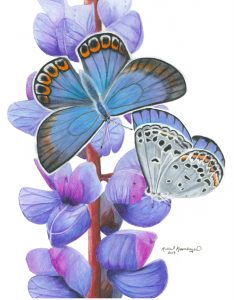 Karner blue butterflies on wild lupine flowers
