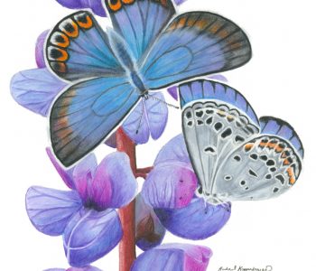 Karner blue butterflies on wild lupine flowers