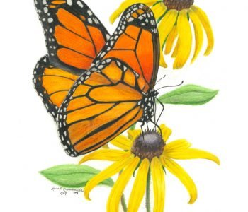 Monarch butterfly on black-eyed susan flowers