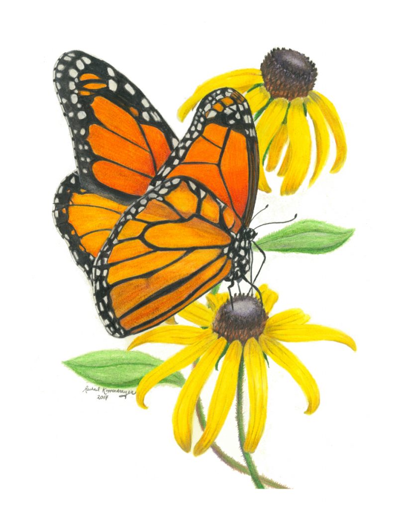 Monarch on Black-Eyed Susans