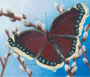 Mourning Cloak butterfly with pussy willow flowers