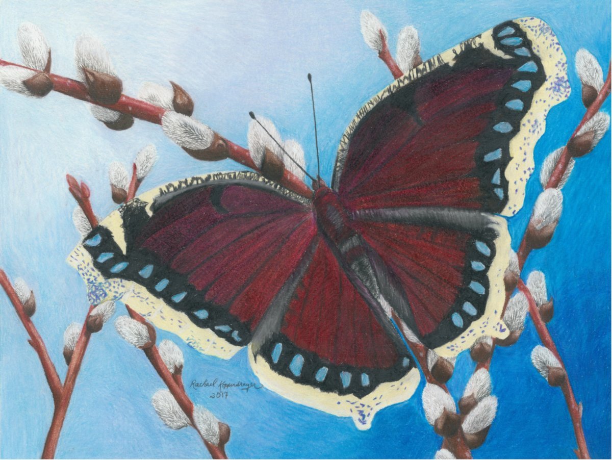 Mourning Cloak butterfly with pussy willow flowers