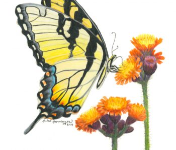 Tiger swallowtail butterfly drinking nectar from orange hawkweed flowers