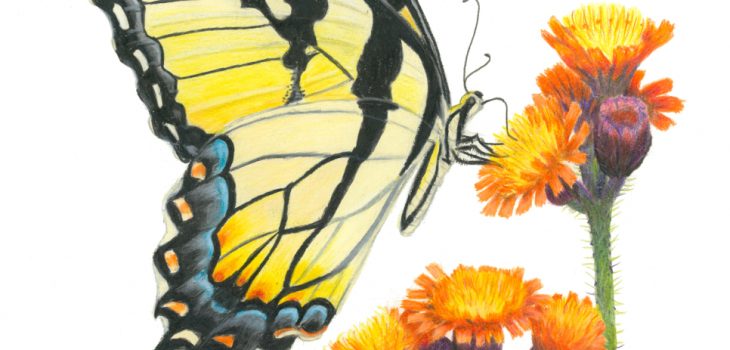 Tiger swallowtail butterfly drinking nectar from orange hawkweed flowers