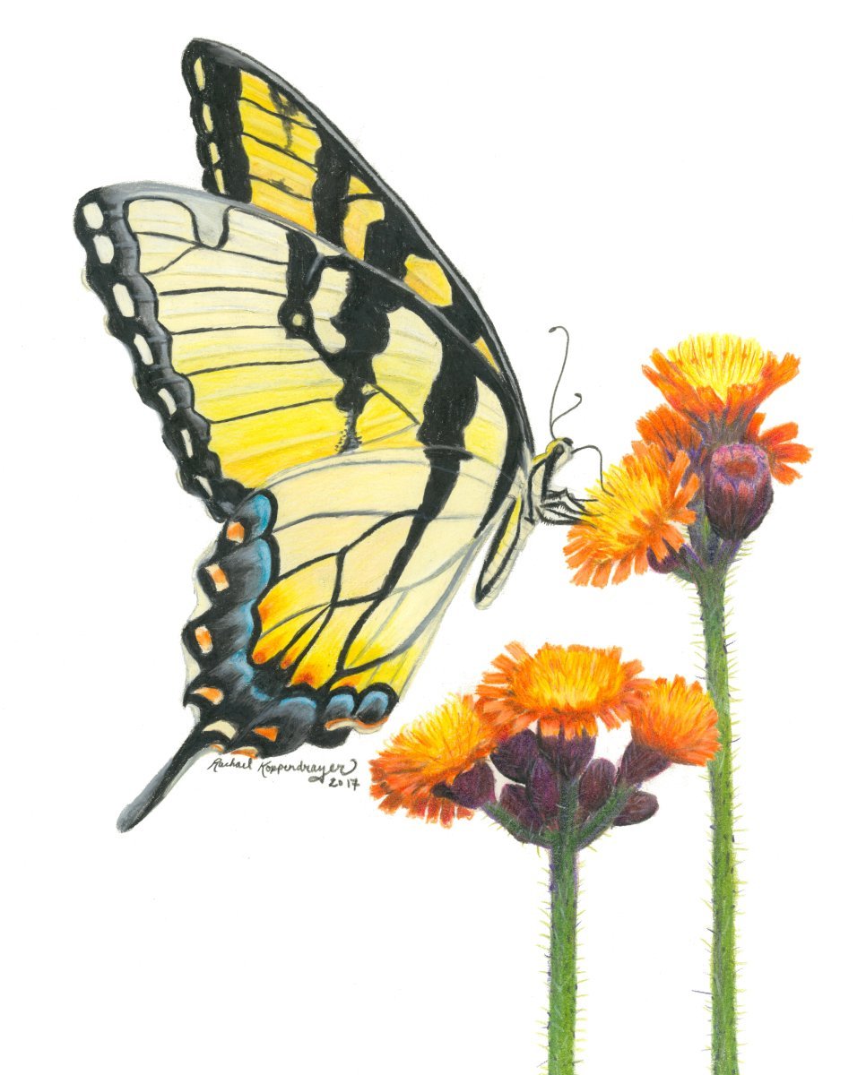 Tiger swallowtail butterfly drinking nectar from orange hawkweed flowers