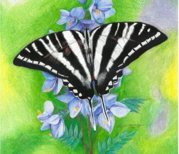Zebra Swallowtail butterfly on Jacob's Ladder flowers