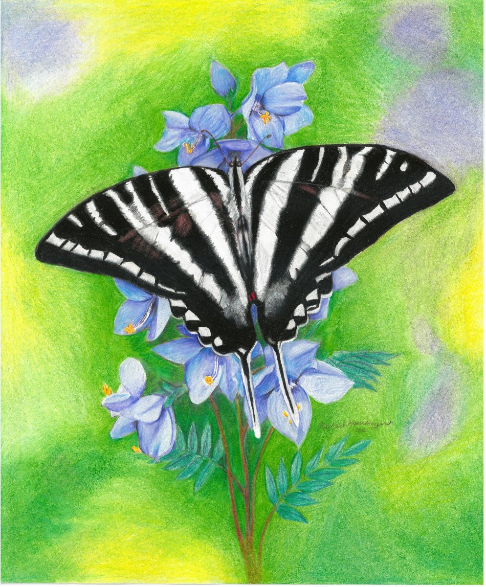 Zebra Swallowtail butterfly on Jacob's Ladder flowers