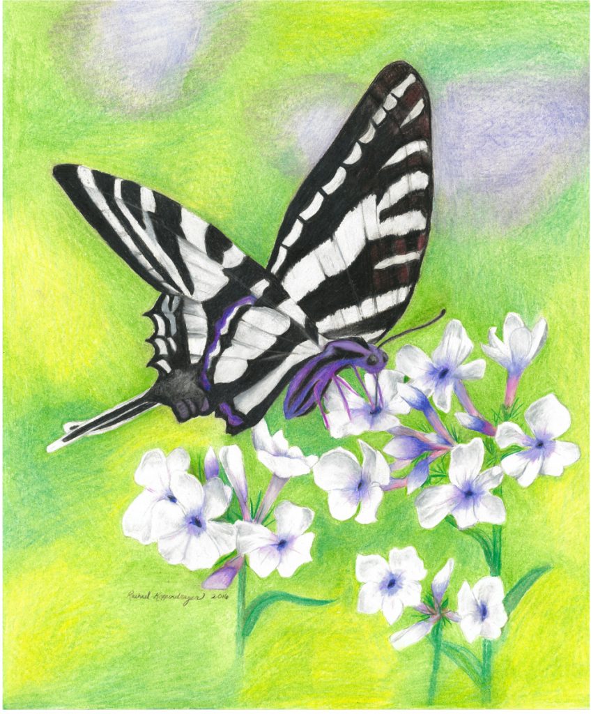 Commission: Zebra Swallowtail, altered