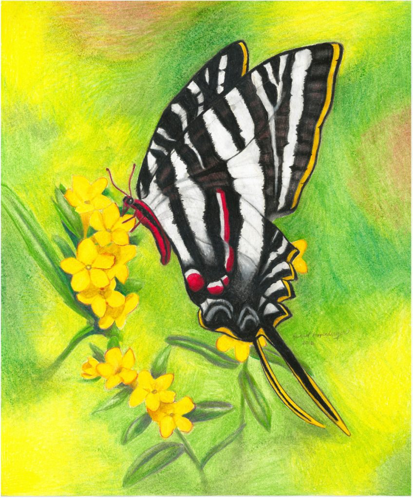 Commission: Zebra Swallowtail, altered
