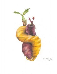 Purple and yellow carrot growing entwined