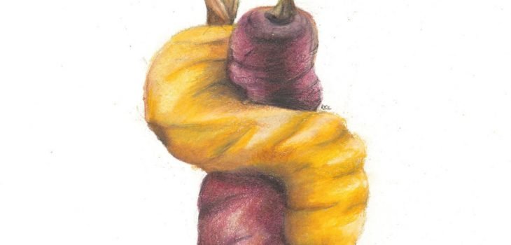 Purple and yellow carrot growing entwined