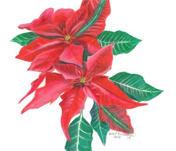 Poinsettia, the Christmas flower