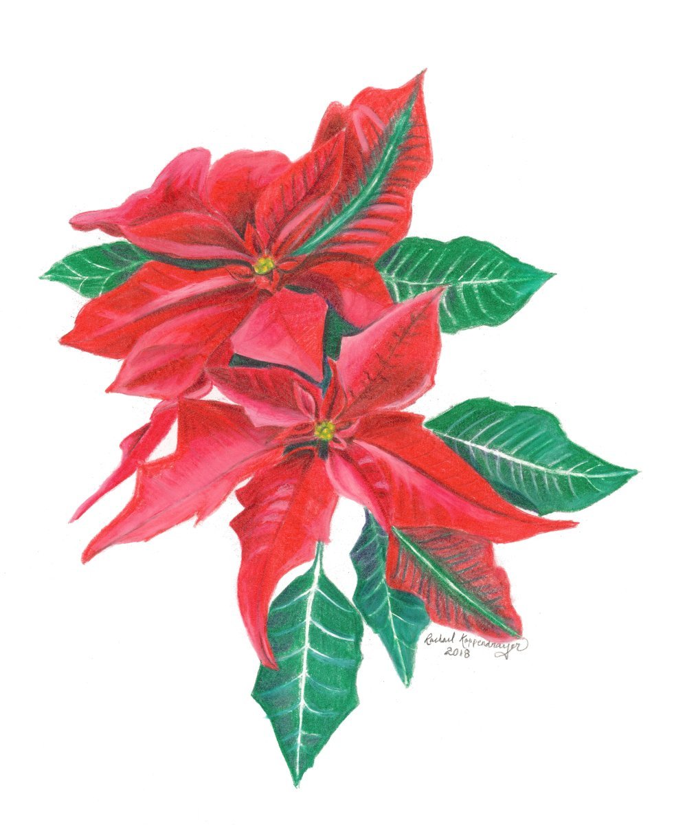 Poinsettia, the Christmas flower