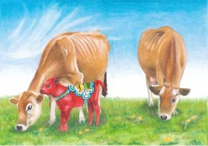 Pair of jersey cows grazing with dala calf