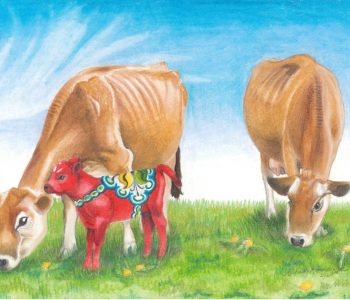 Pair of jersey cows grazing with dala calf
