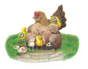 Wary mama chicken keeps her chicks close, which includes three yellow dala chicks