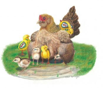 Wary mama chicken keeps her chicks close, which includes three yellow dala chicks